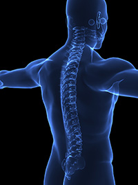 Illustration of human spine